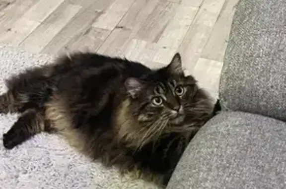 Chatte tigrée disparue à Bourg-en-Bresse - photo