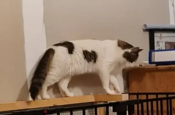 Animaux perdus , photo: Chat perdu à Coullemelle : Loustik blanc-marron