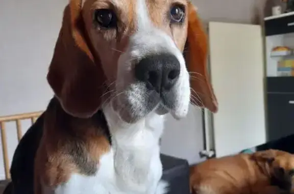 Chien perdu , photo : Beagle peureux perdu à Geville