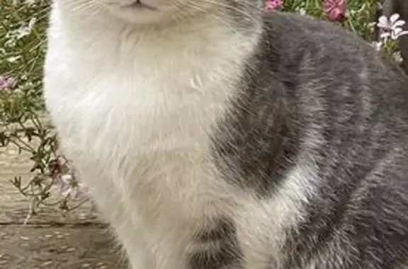Chat perdu, Beaucaire, photo: Chatte tigrée perdue à Beaucaire