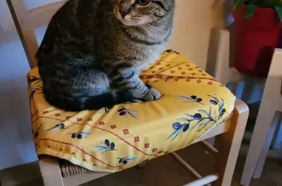 Chat trouvé Saint-Étienne, photo: Minette tigrée trouvée à Saint-Étienne