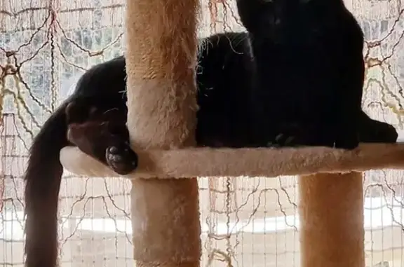 Django, chien mâle disparu à Calvisson - photo