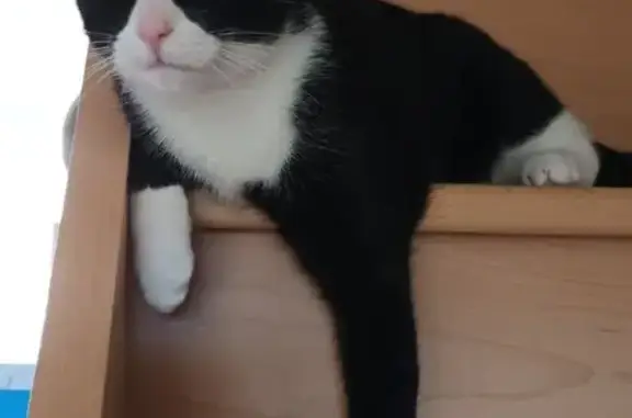 Animaux perdus , photo: Chat européen noir et blanc perdu à Roncey