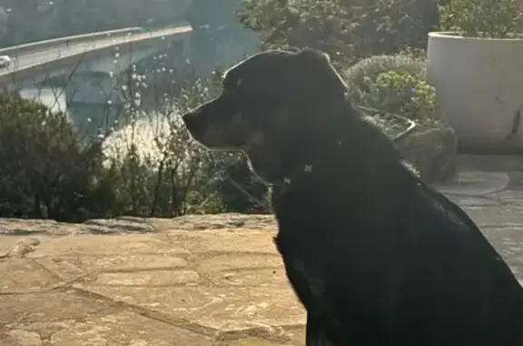 Chien perdu Villeneuve-lès-Avignon, photo : Ronin, chien craintif perdu à Villeneuve