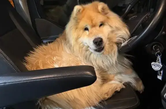 Chien perdu Aubière, photo : Eurasier 10 ans perdu à Aubière
