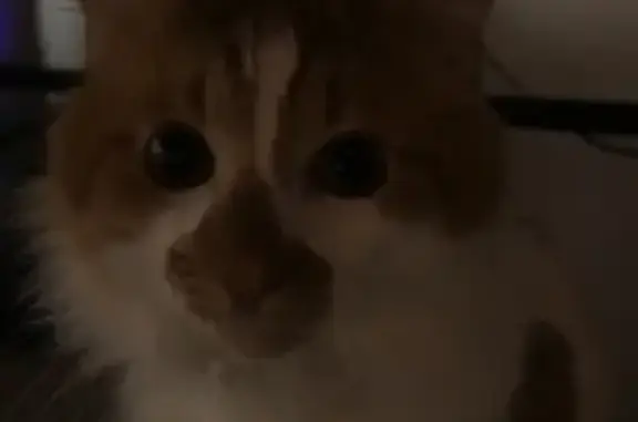 Missing cat , photo: Skittish Cat Phoenix Missing in Griffin