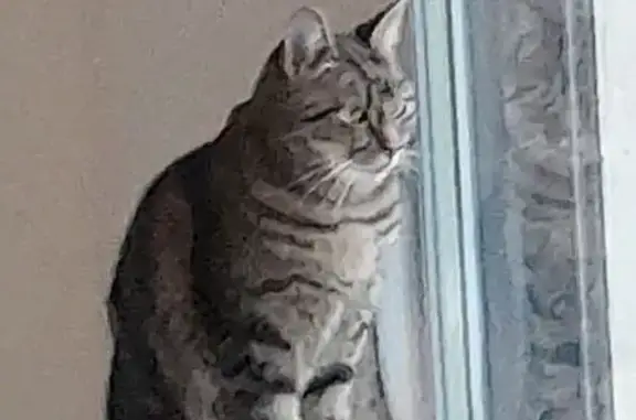 Chatte grise perdue à Viriat - photo