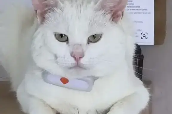 Animaux perdus Le Blanc-Mesnil, photo: Chat blanc perdu au Blanc-Mesnil centre