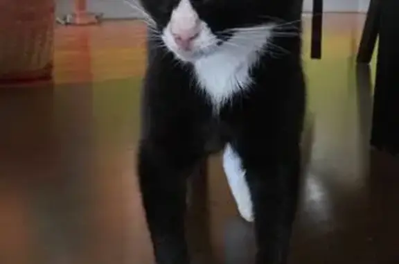 Chatte âgée noire/blanche perdue à Six-Fours - photo
