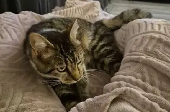 Chatte Maya disparue à Benquet - photo