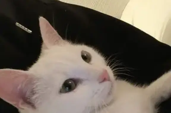 Animaux trouvés Romanswiller, photo: Petite chatte blanche trouvée Romanswiller
