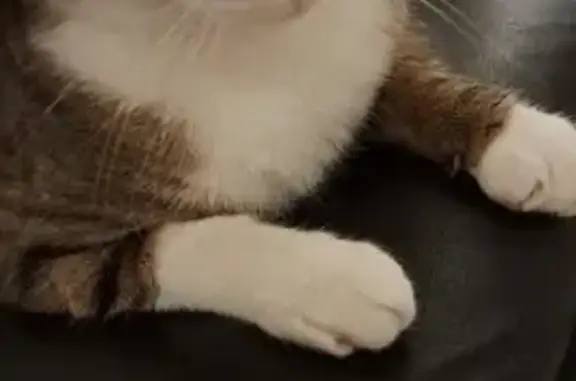 Câlin, chat sociable perdu à Augea - photo