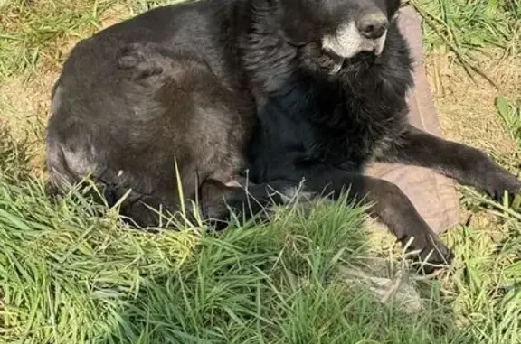 Chien trouvé , photo: Grand chien noir trouvé à La Prénessaye