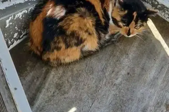 Chat trouvé rue du Capitaine Favre - photo