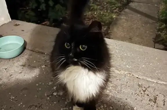 Friendly Young Cat Found in Lo...
