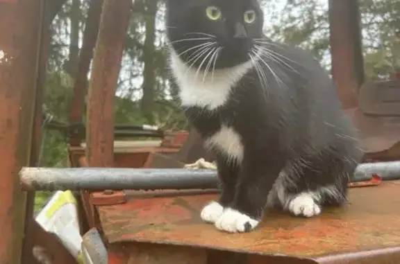 Animaux perdus , photo: Chatte Européenne disparue à Pierrefitte