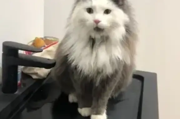 Chat perdu : Moggiz, câlin, Amplepuis - photo