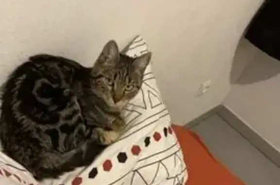 Animaux perdus Montpellier, photo: Mila, chat tigre 2 ans, perdue à Montpellier