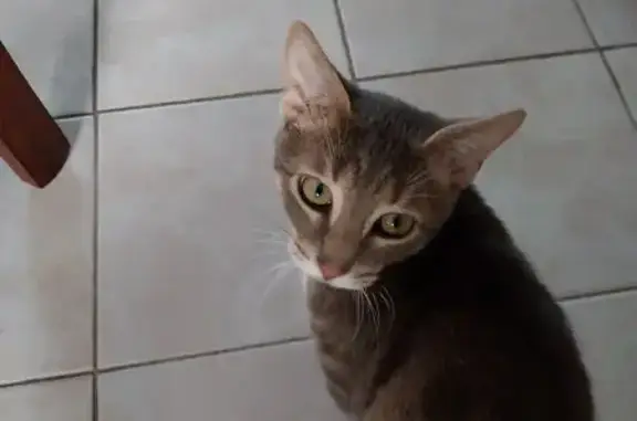 Chat trouvé avec collier jaune à Fleury - photo