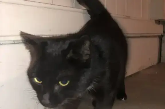Chat noir-blanc trouvé, jeune, Impasse des Jardins - photo