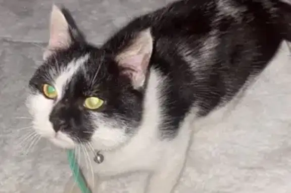 Animaux perdus , photo: Chat perdu entre Givors et Saint-Symphorien