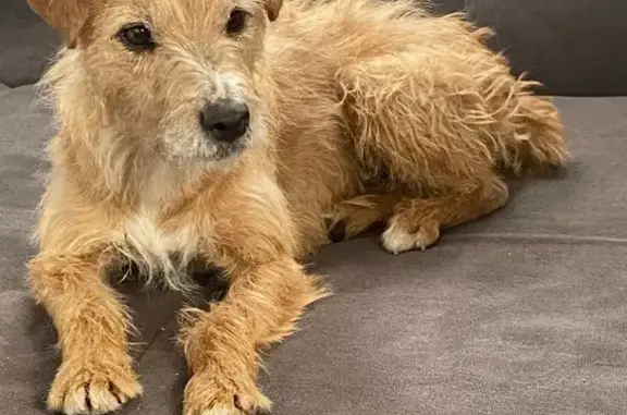 Chien perdu , photo : Chienne fauve disparue à Bourg-Lastic