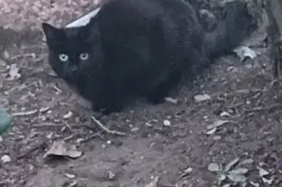 Chat noir et blanc trouvé apeuré Villeneuve - photo
