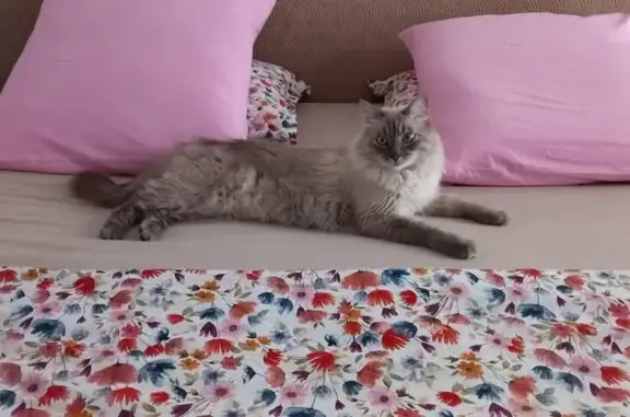Chat perdu, , photo: Chat gris disparu, yeux bleus, Le Cros