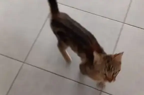 Animaux trouvés Montierchaume, photo: Chat mâle jeune trouvé à Montierchaume