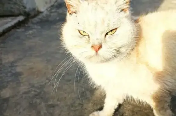Chat trouvé Rue des Acacias, Val en Vignes - photo