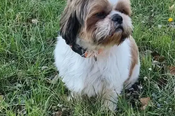 Chien perdu Istres, photo : Chien Shih Tzu perdu à Istres