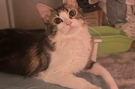 Animaux perdus Villefranche-sur-Saône, photo: Chatte craintive disparue à Villefranche