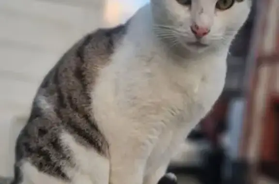 Animaux perdus Rouen, photo: Chat tigré disparu, cicatrice museau, Rouen