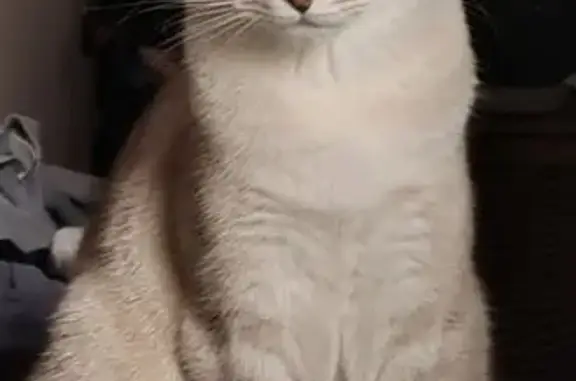 Chat perdu, , photo: Siamoise 10 mois perdue à Saint-Amant