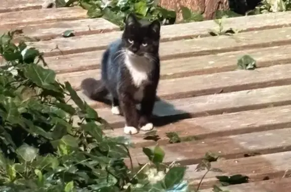 Chat aperçu près de la place Picasso - photo