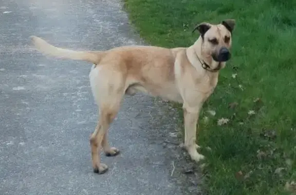 Chien perdu , photo : Chien perdu, collier jaune, Touvérac