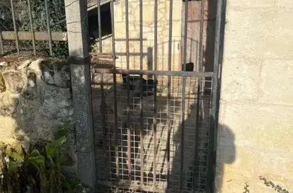 Chien trouvé , photo: Berger belge malinois trouvé à Saint-Benoît