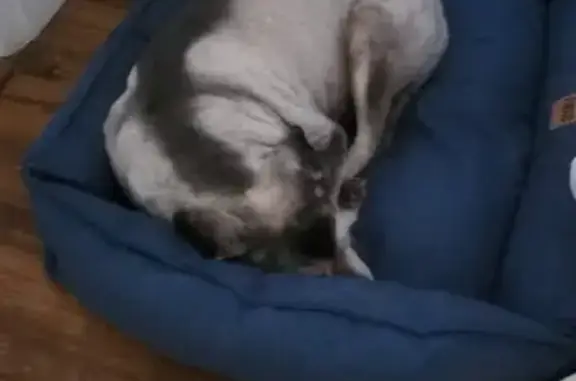 Procura-se: Cachorra Vira-Lata Cinza Perdida