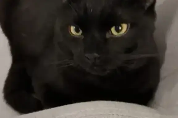 Animaux perdus Reims, photo: Chat Noir Disparu à Reims : Aidez-nous !