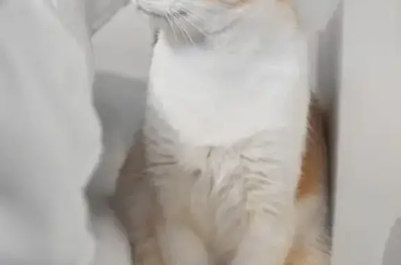 Animaux perdus Crépy-en-Valois, photo: Chat européen blanc/roux disparu à Crépy