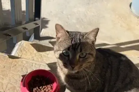 Animaux trouvés , photo: Chat trouvé à Thénésol, Impasse des Pierres