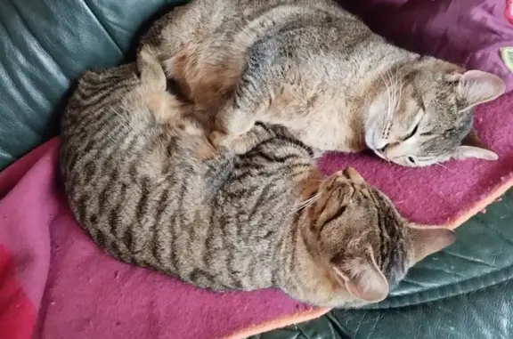 Chat perdu : femelle européenne à Lèves - photo