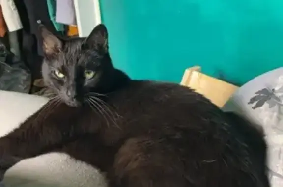 Chat perdu, mâle castré, Vizille - photo