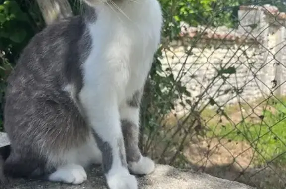 Chat perdu, Rouillac, photo: Chatte grise-blanche perdue à Rouillac