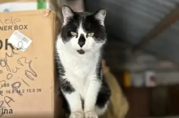 Animaux perdus Trun, photo: Chat noir et blanc perdu à Trun
