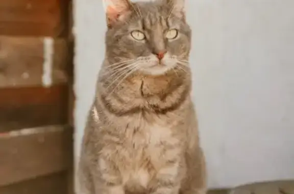 Chatte tigrée 9 ans disparue à Estrun - photo