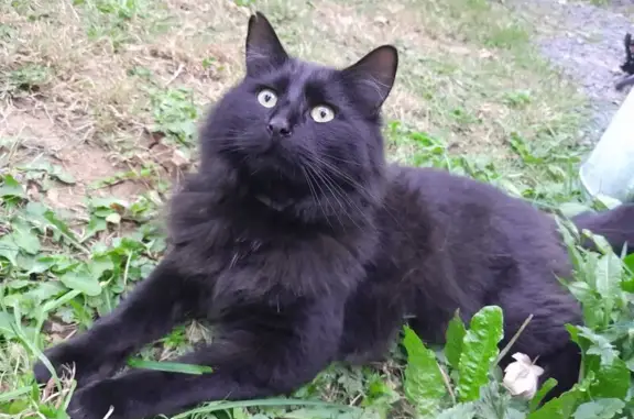 Chat noir mi-long perdu à Clécy - photo