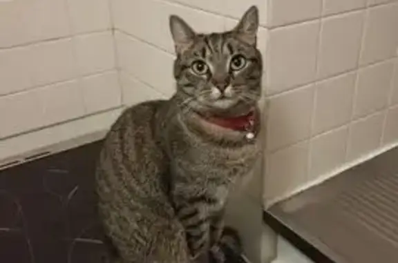 Animaux perdus Bègles, photo: Chatte perdue à Bègles, rue Simone de Beauvoir