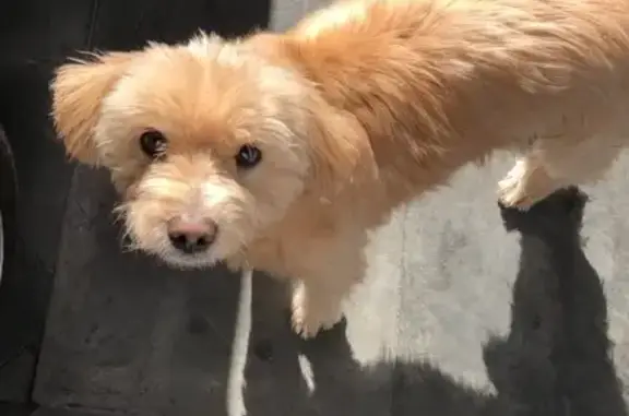 Ajude a Encontrar o Loki, Cachorro Perdido!