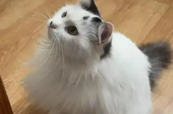 Animaux perdus Saint-Martin-des-Champs, photo: Chatte européenne blanche/grise perdue à St Martin